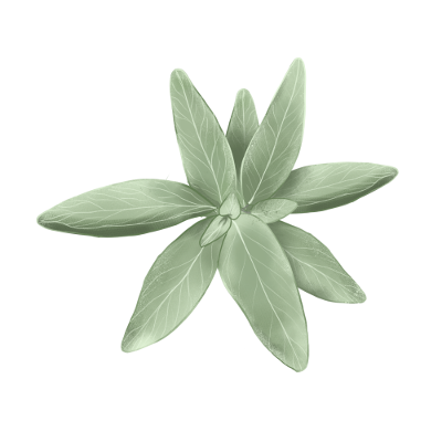 Salvia Salvia